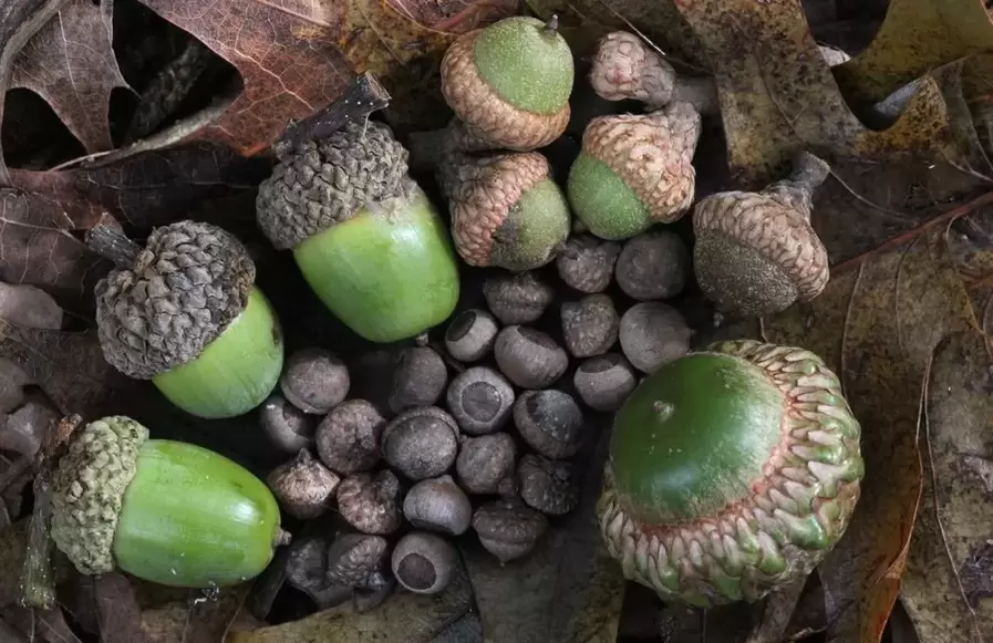 Amuleto de la suerte - bellota